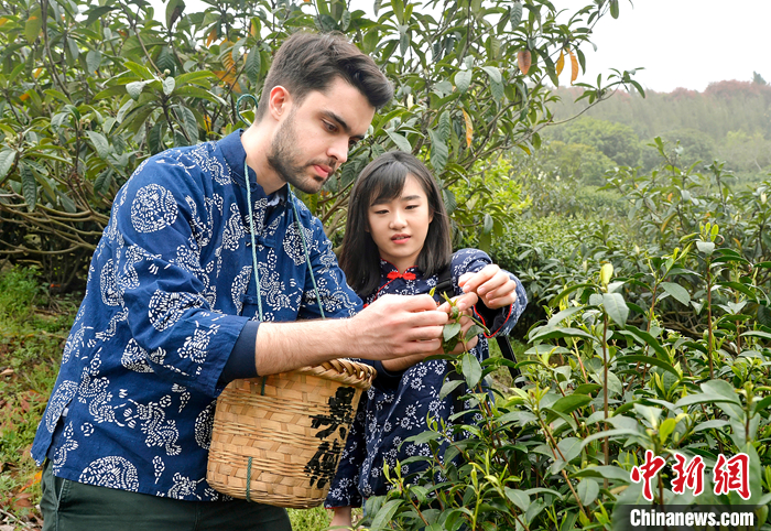 碧螺春茶叶虽小，却大有乾坤。从种植到炒制，都蕴含着江南人的智慧。江苏省苏州市吴中区开发了碧螺春主题的旅游线路，通过农旅相结合的方式推广碧螺春茶文化。 <a target='_blank' href='/'>中新社</a>发 曹仲 摄